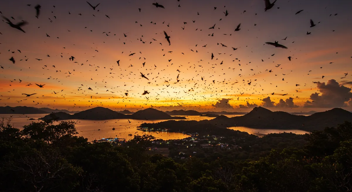 Kalong Island Bat Show Labuan Bajo: Your Guide