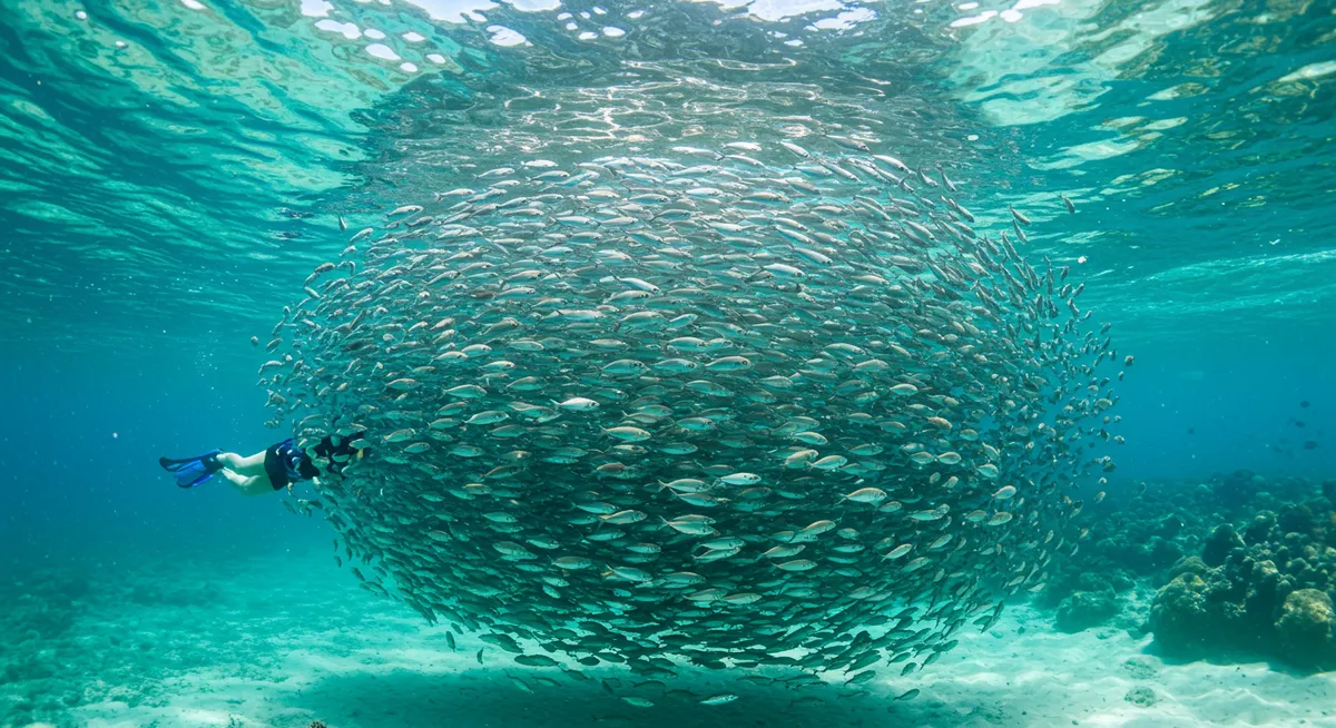 Moalboal Sardine Run Snorkeling Tips for the Best Experience